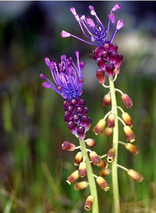 Muscari comosum / Lampagione